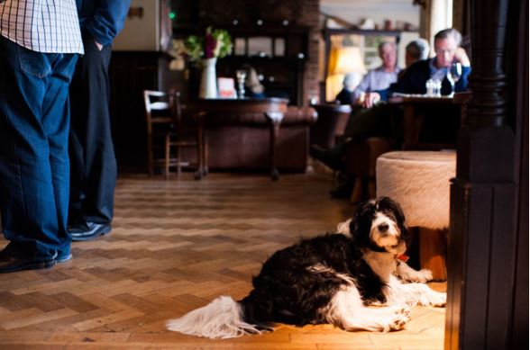 Dog in Pub