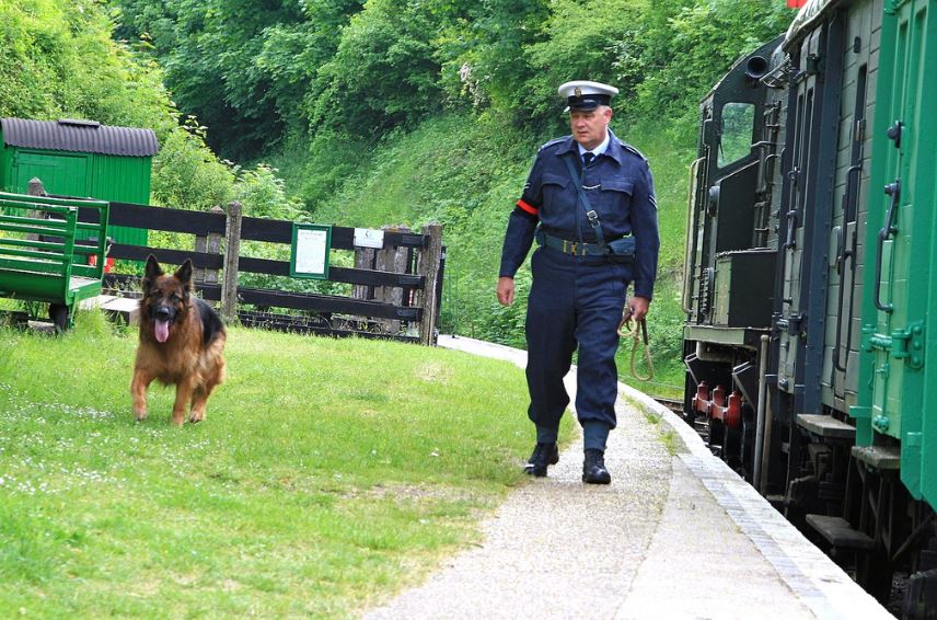 Dog on steam train
