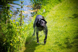 Dogs welcome at Meon Springs