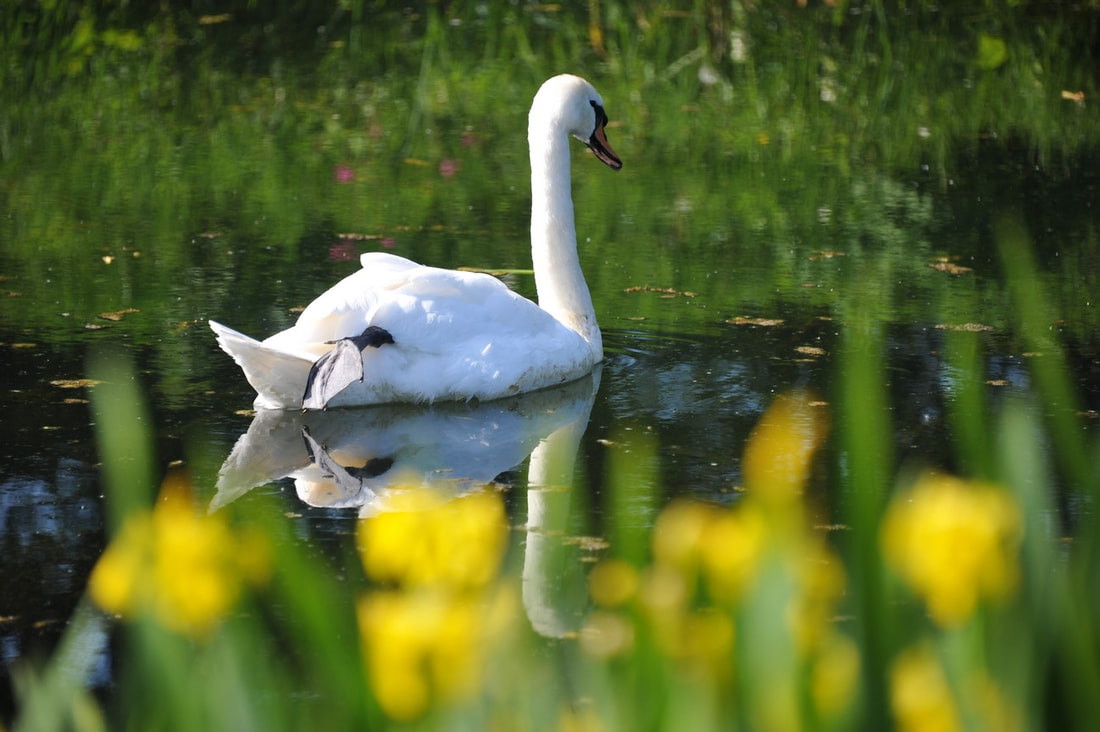 Swan on fly fishing lake