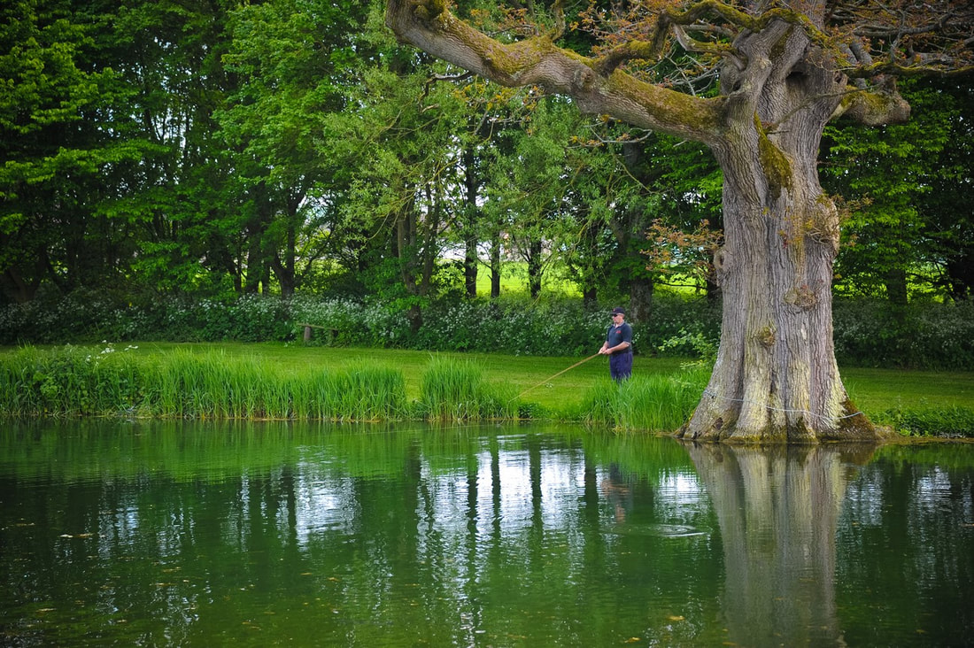 trout fishing under a tree